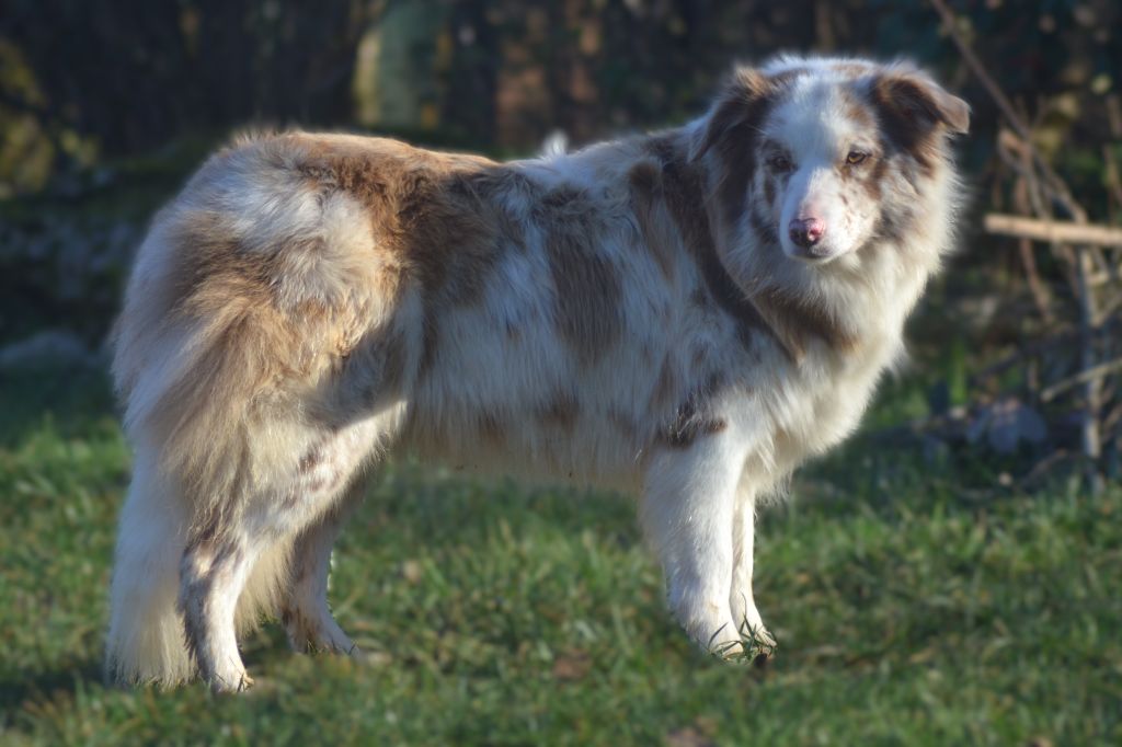 Les Border Collie de l'affixe De La Colline d'Ans