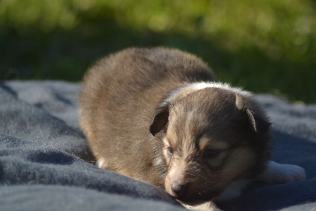 De La Colline d'Ans - Chiot disponible  - Shetland Sheepdog