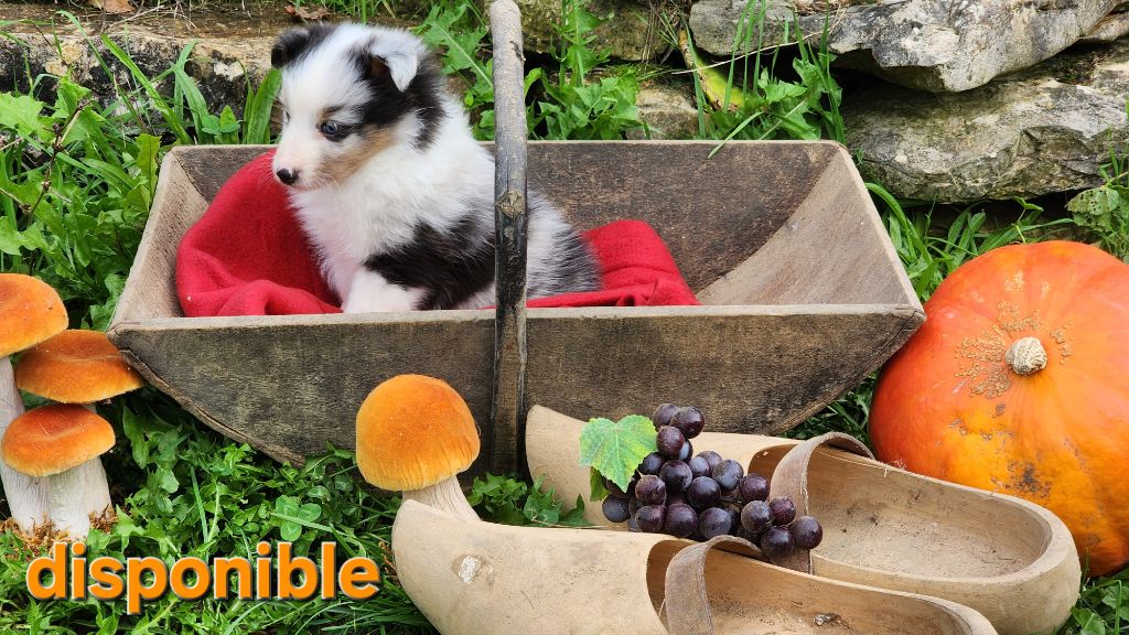 De La Colline d'Ans - Chiot disponible  - Shetland Sheepdog