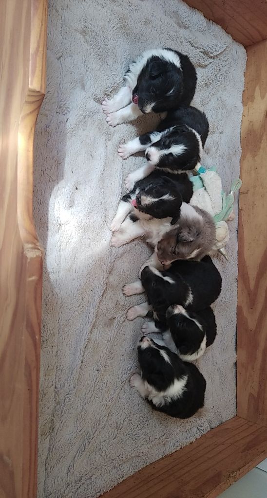 chiot Shetland Sheepdog De La Colline d'Ans