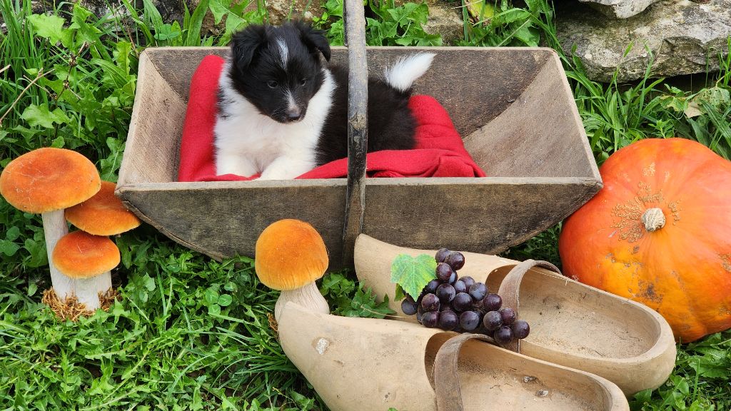 De La Colline d'Ans - Chiot disponible  - Shetland Sheepdog