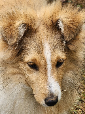 De La Colline d'Ans - Shetland Sheepdog - Portée née le 19/05/2024