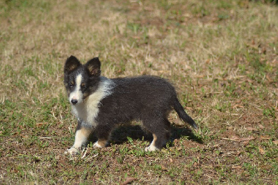 Tigrou de la colline d'ans 