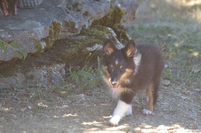 Tayna de la colline d'ans 