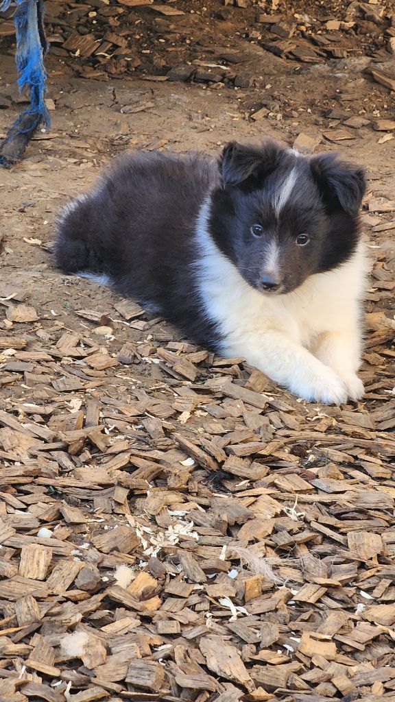 De La Colline d'Ans - Chiot disponible  - Shetland Sheepdog