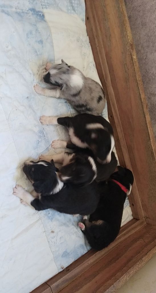 chiot Shetland Sheepdog De La Colline d'Ans