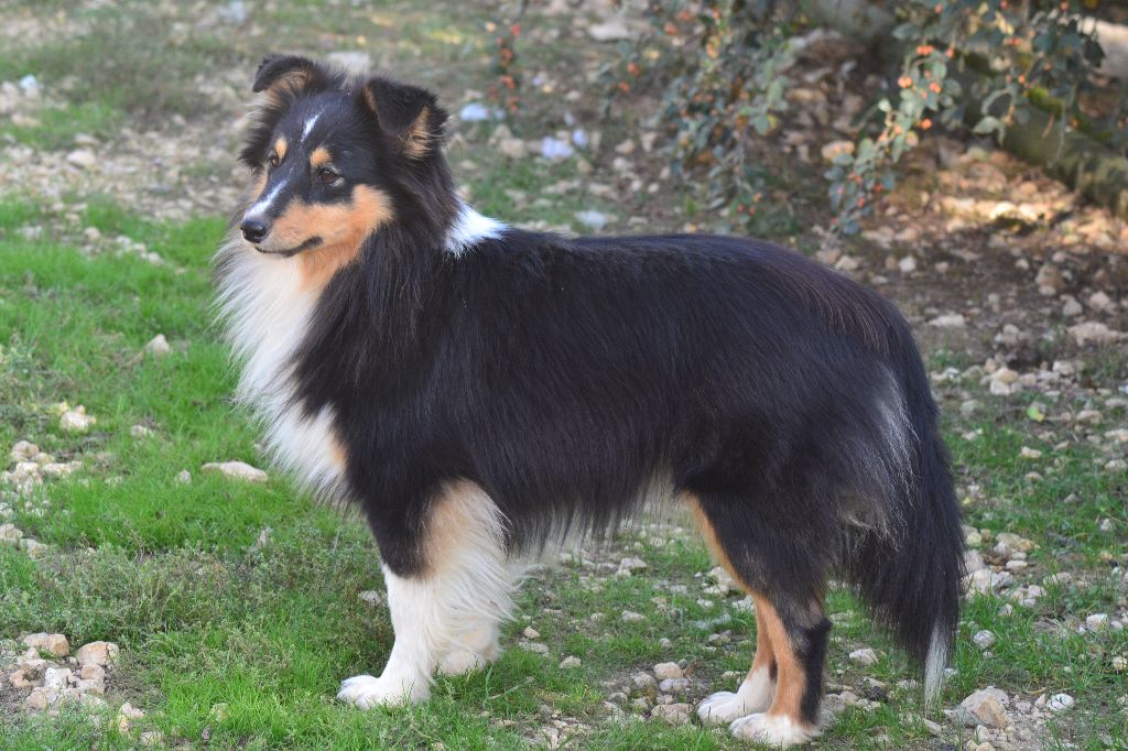 Tite mouffette De La Colline d'Ans
