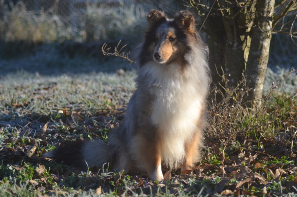 Schtroumpette De La Colline d'Ans
