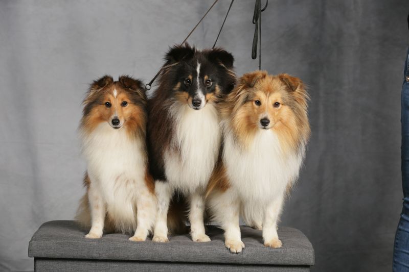 Expositions Canines 
