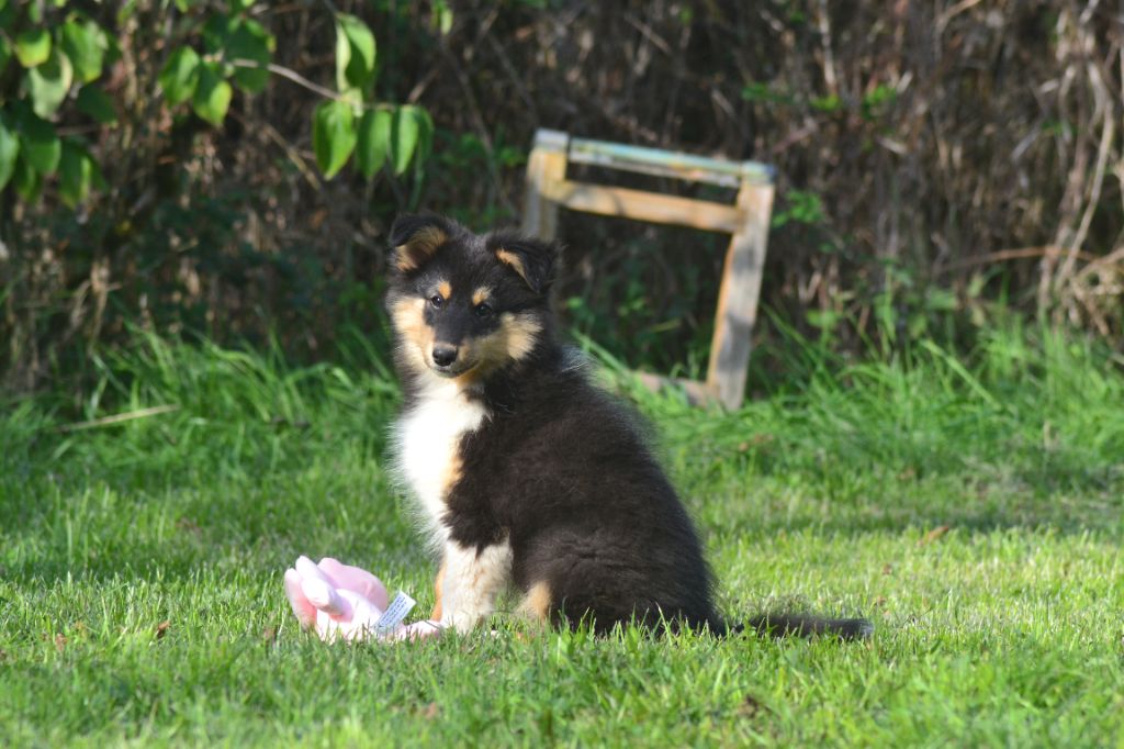 De La Colline d'Ans - Chiots disponibles - Shetland Sheepdog