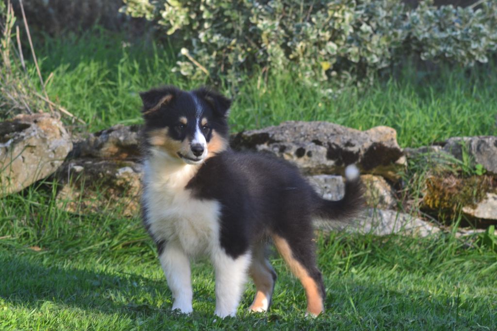 De La Colline d'Ans - Chiots disponibles - Shetland Sheepdog