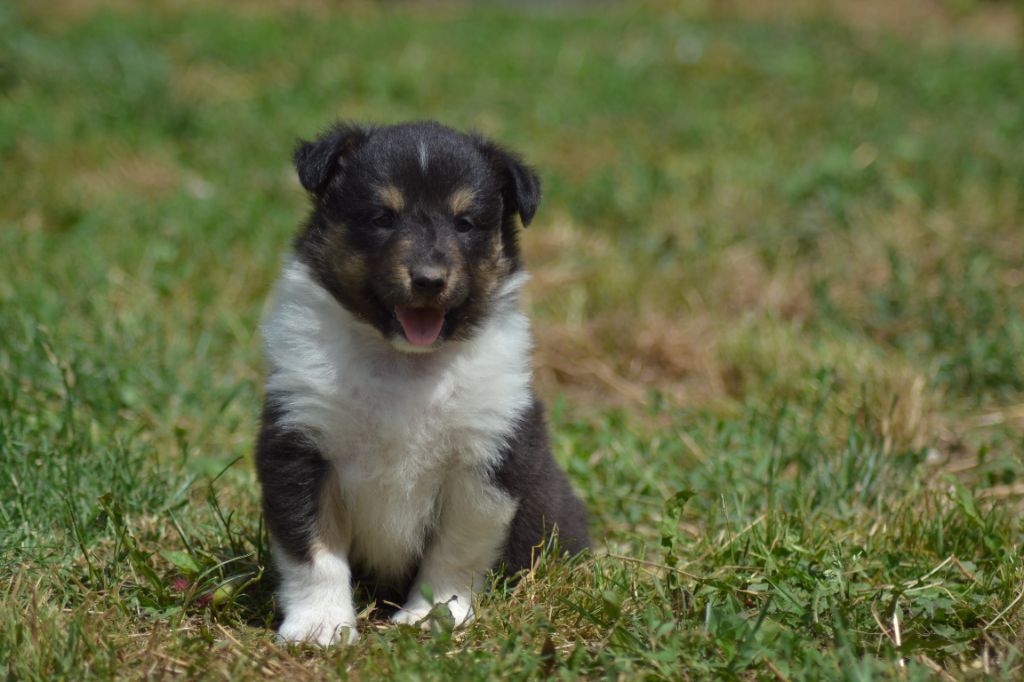 De La Colline d'Ans - Chiots disponibles - Shetland Sheepdog