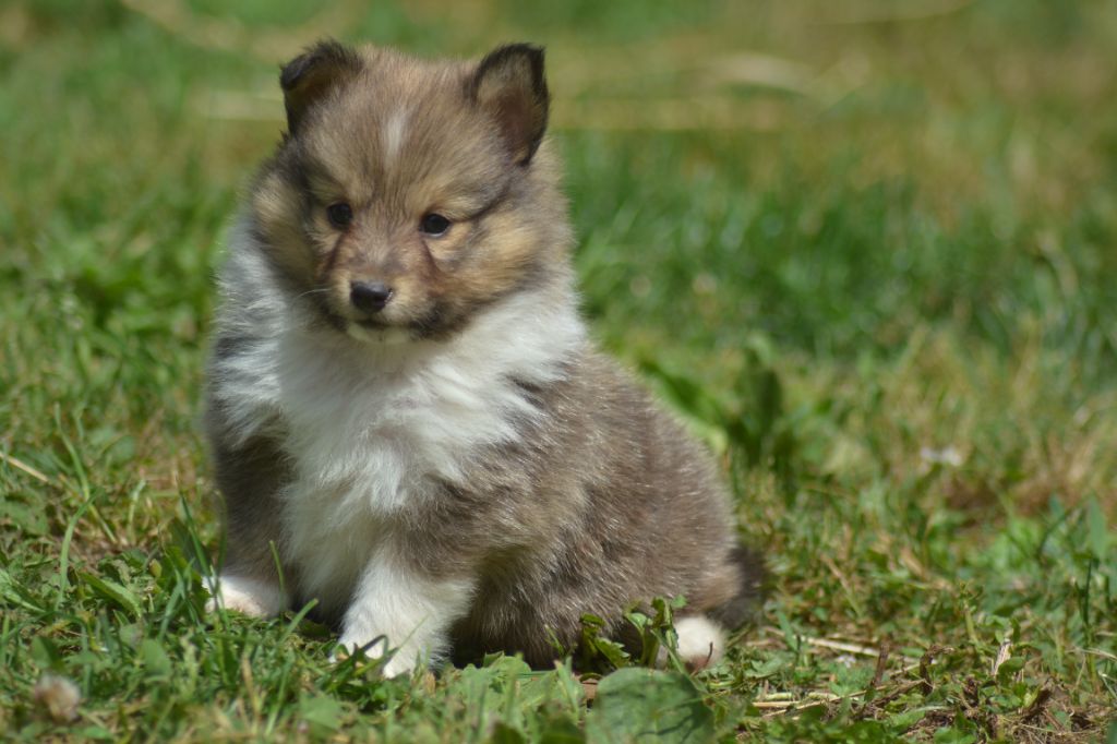 De La Colline d'Ans - Chiots disponibles - Shetland Sheepdog