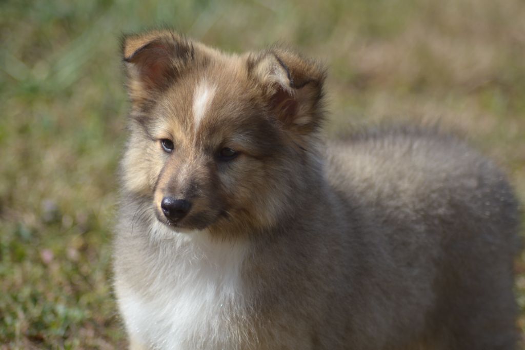 De La Colline d'Ans - Shetland Sheepdog - Portée née le 03/05/2025