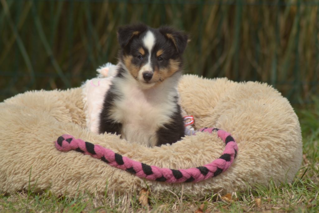 De La Colline d'Ans - Chiots disponibles - Shetland Sheepdog