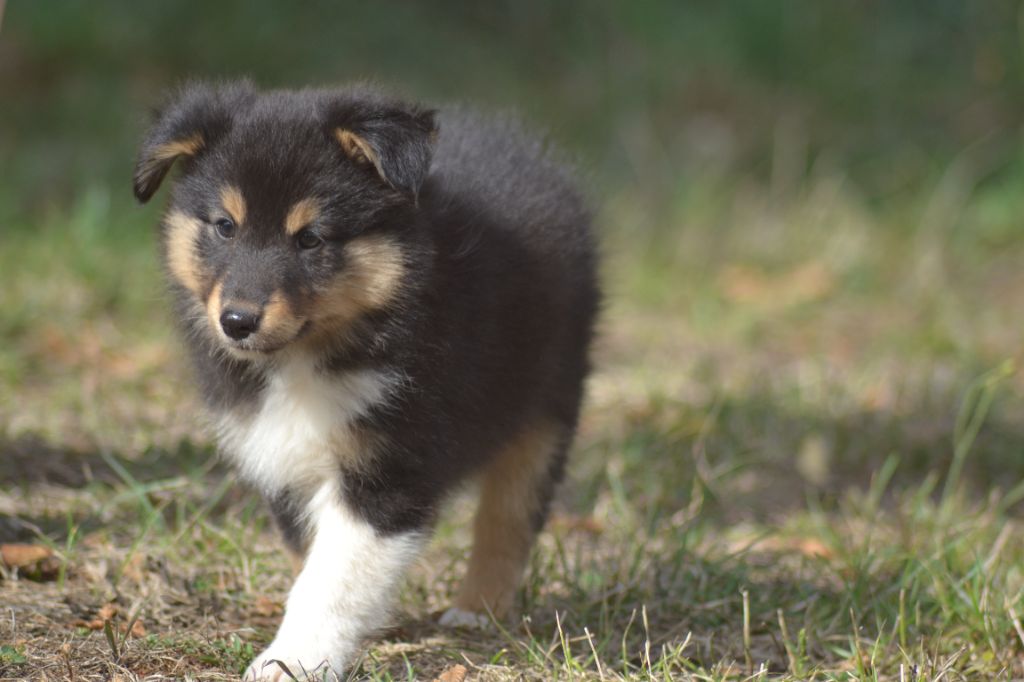 De La Colline d'Ans - Chiots disponibles - Shetland Sheepdog