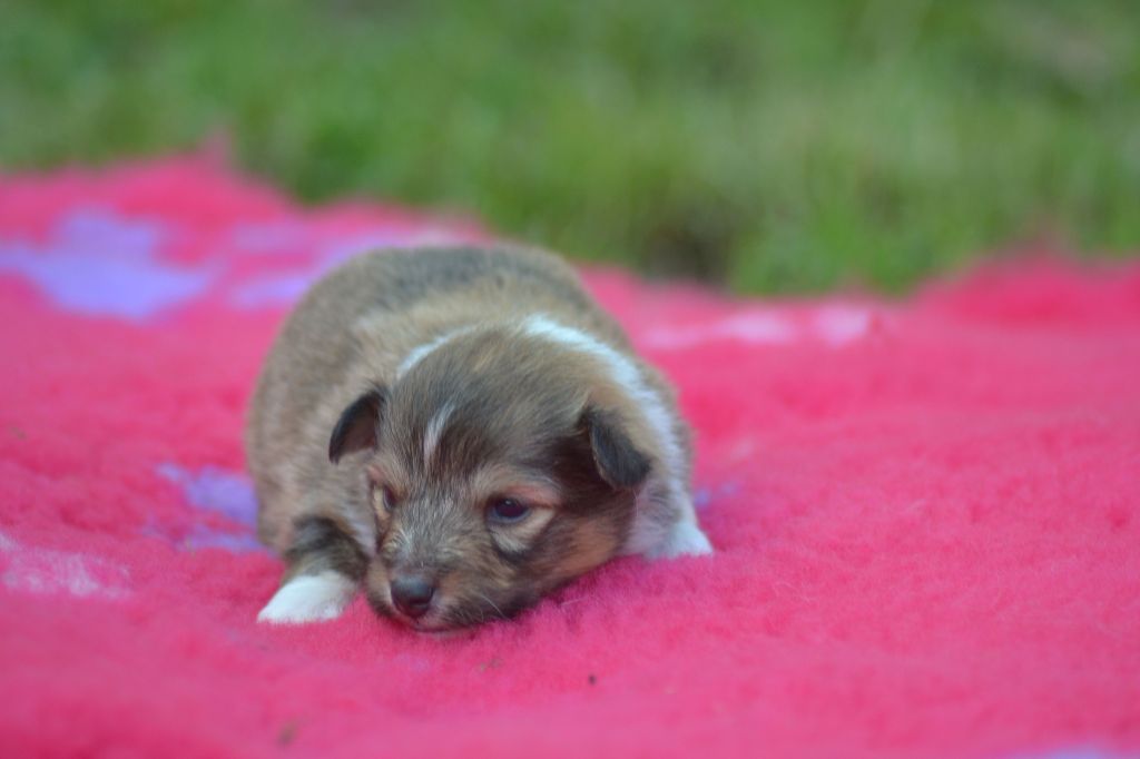 De La Colline d'Ans - Chiots disponibles - Shetland Sheepdog