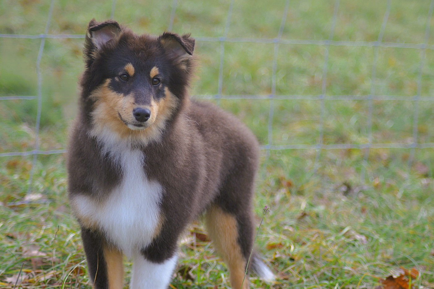 De La Colline d'Ans - Chiots disponibles - Shetland Sheepdog