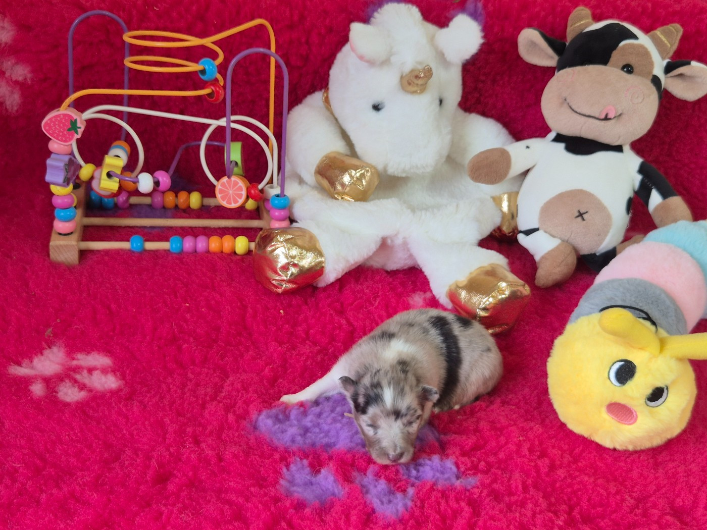 De La Colline d'Ans - Chiots disponibles - Shetland Sheepdog