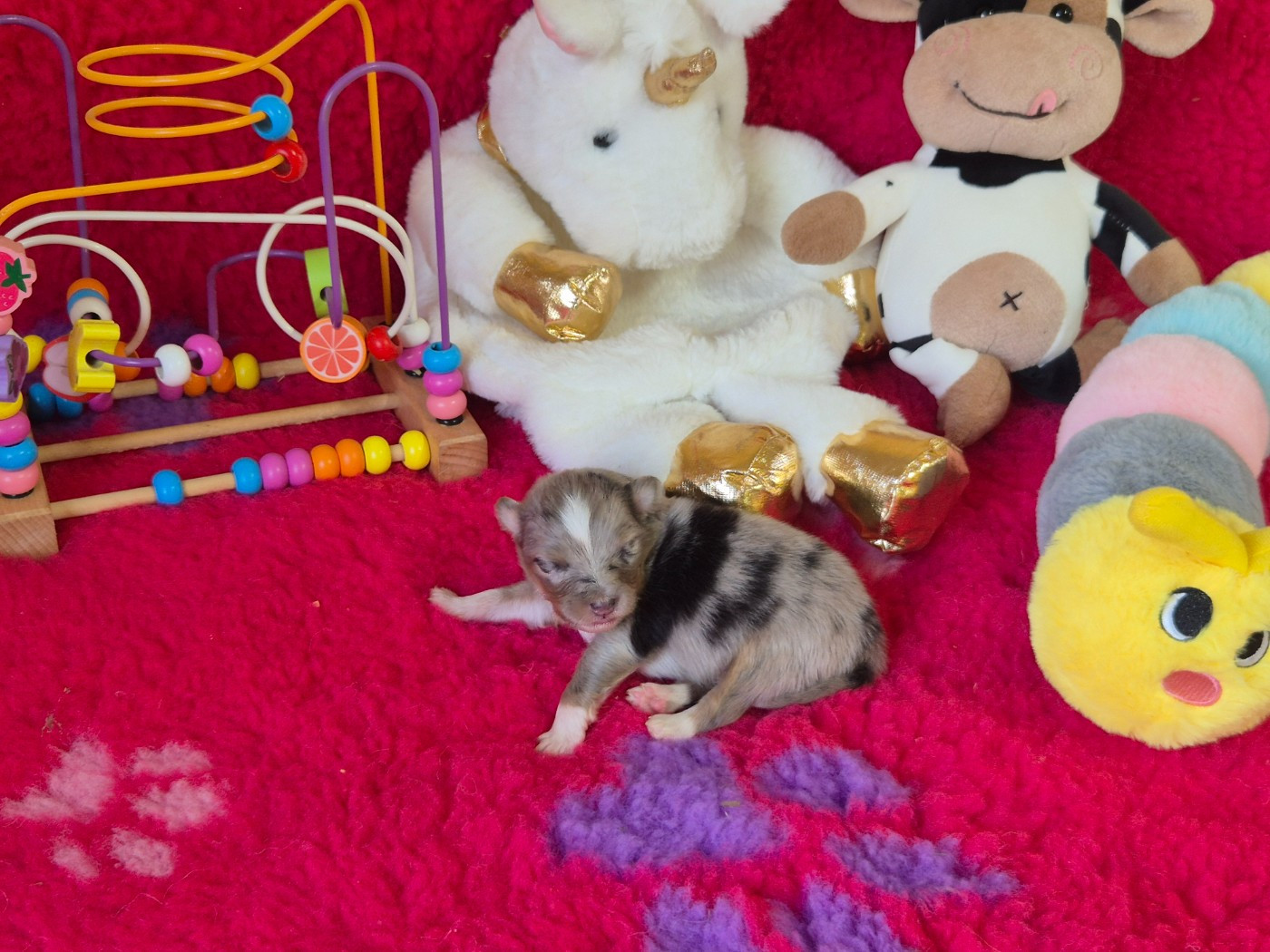 De La Colline d'Ans - Chiots disponibles - Shetland Sheepdog