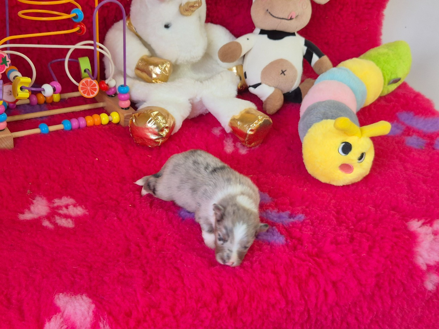 De La Colline d'Ans - Chiots disponibles - Shetland Sheepdog