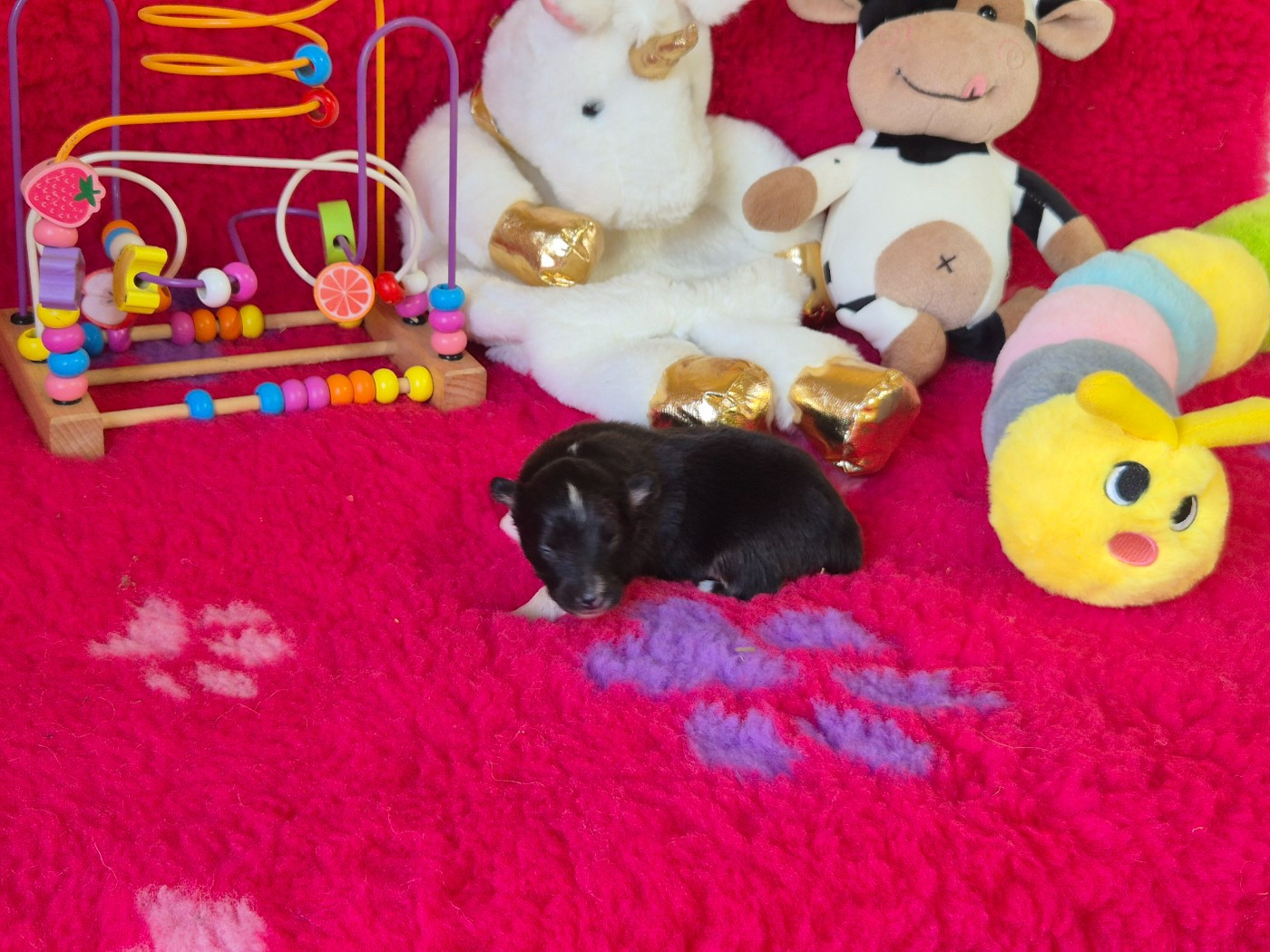 De La Colline d'Ans - Chiots disponibles - Shetland Sheepdog