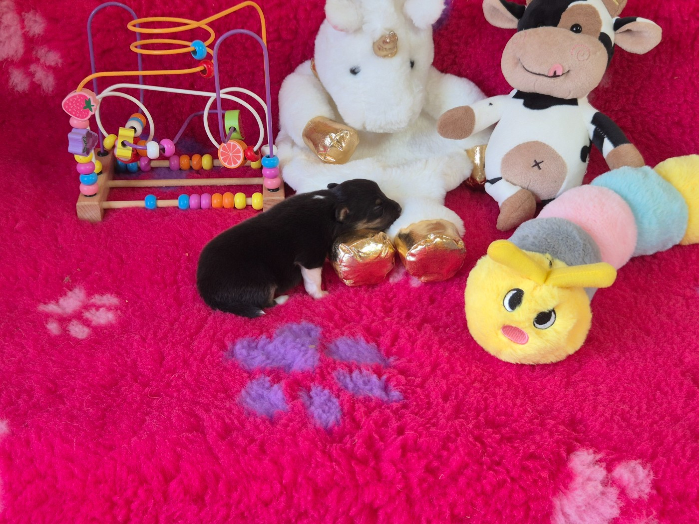 De La Colline d'Ans - Chiots disponibles - Shetland Sheepdog