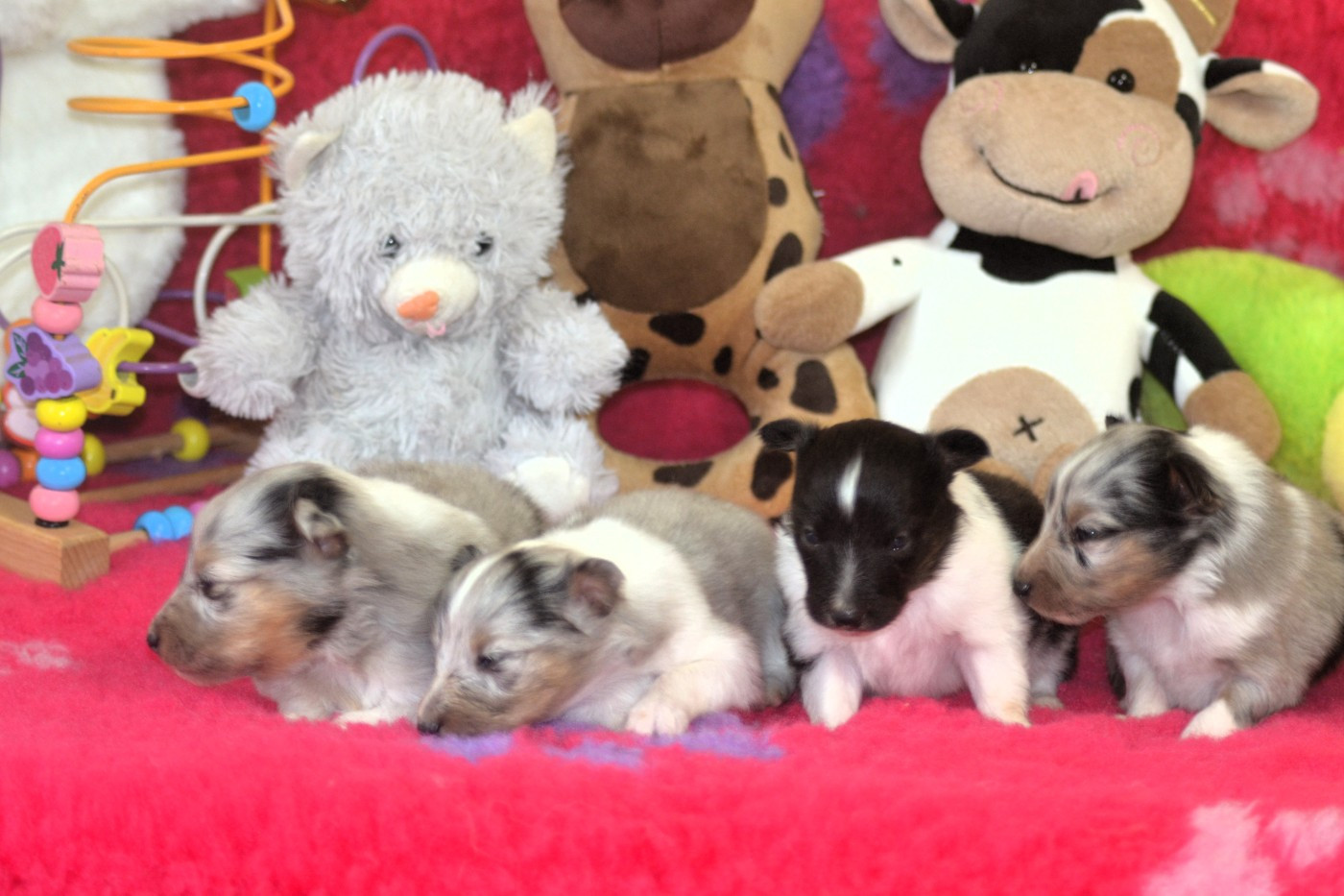 De La Colline d'Ans - Shetland Sheepdog - Portée née le 20/01/2026