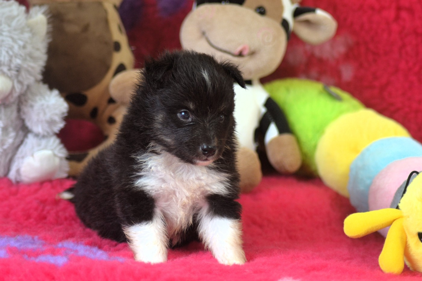 De La Colline d'Ans - Chiots disponibles - Shetland Sheepdog