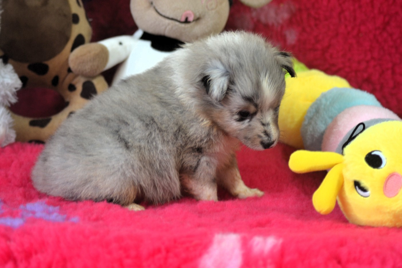 De La Colline d'Ans - Chiots disponibles - Shetland Sheepdog