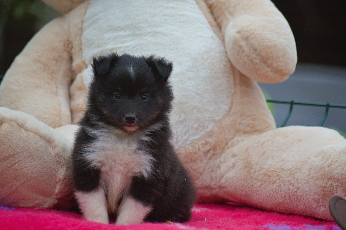 De La Colline d'Ans - Chiots disponibles - Shetland Sheepdog