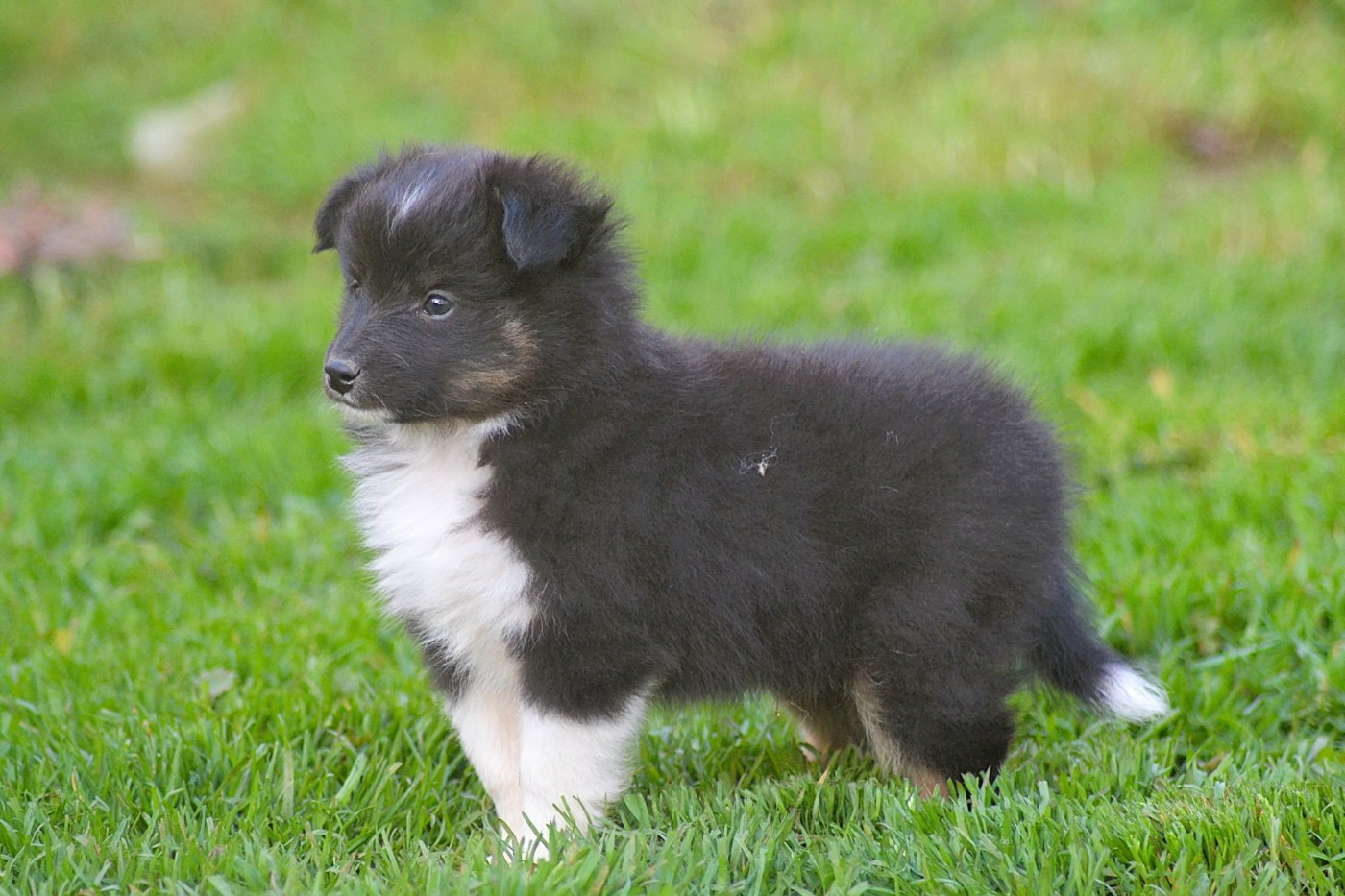De La Colline d'Ans - Chiots disponibles - Shetland Sheepdog