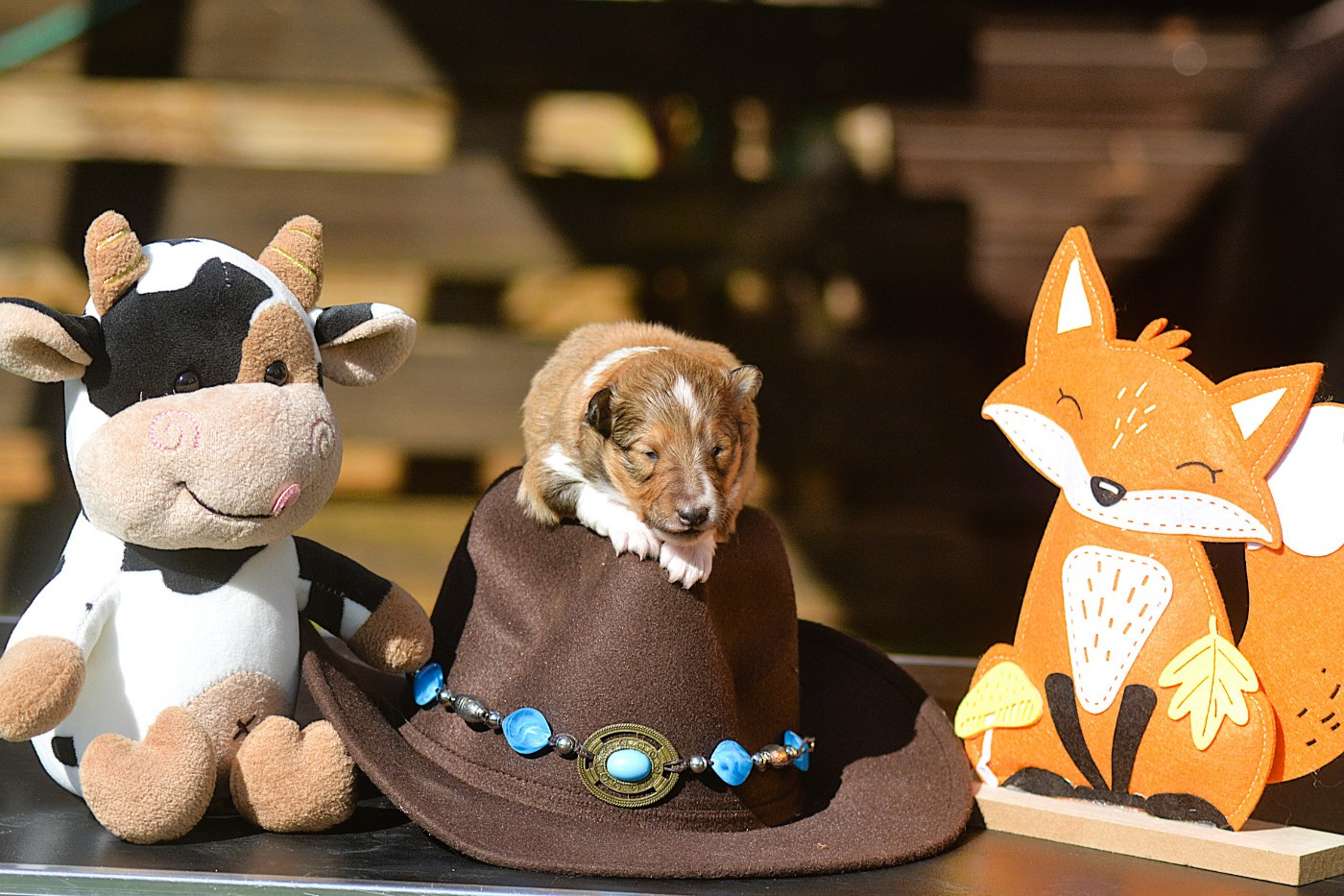 De La Colline d'Ans - Chiots disponibles - Shetland Sheepdog