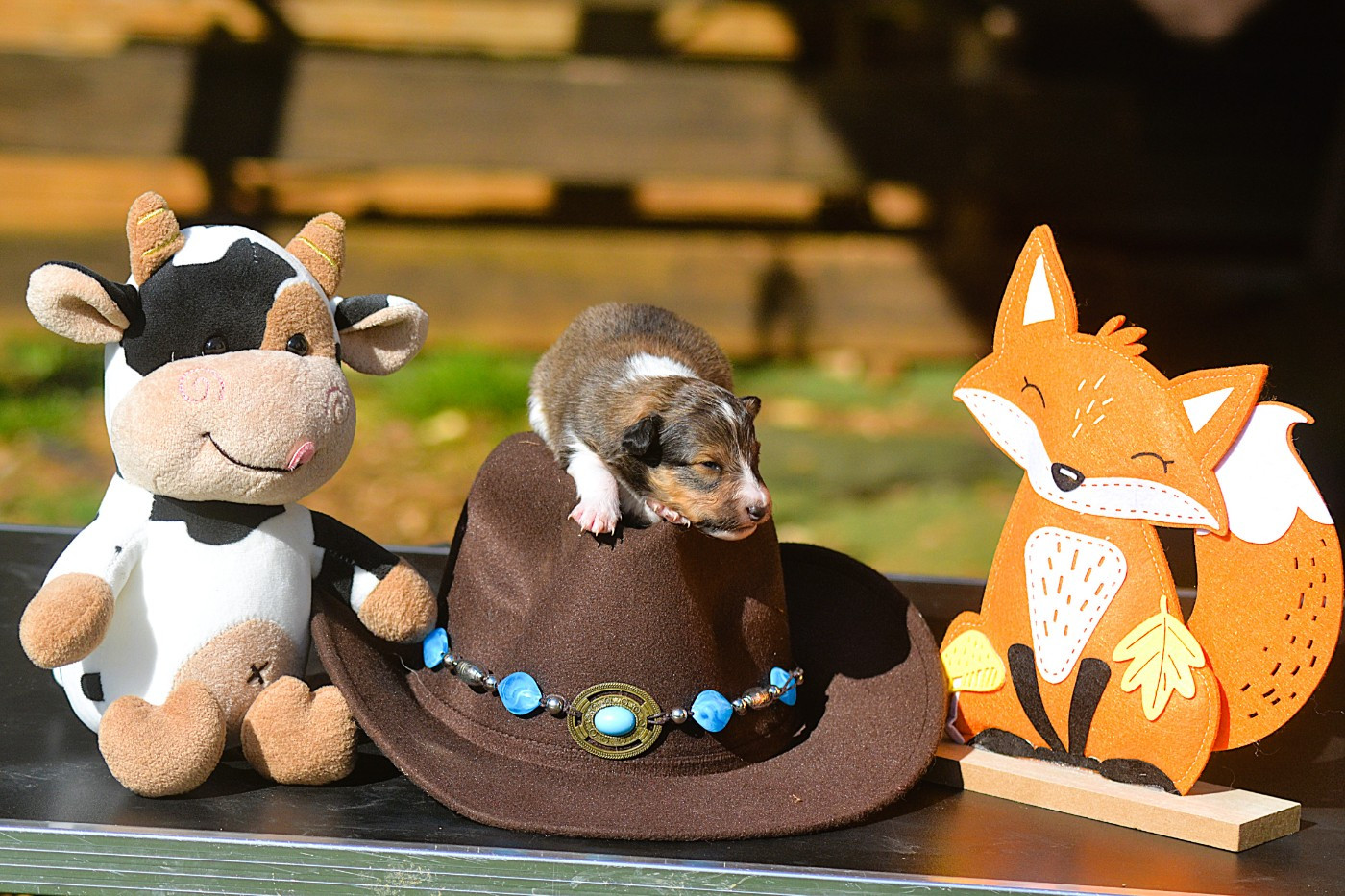 De La Colline d'Ans - Chiots disponibles - Shetland Sheepdog