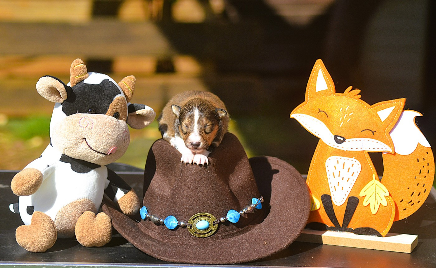 De La Colline d'Ans - Chiots disponibles - Shetland Sheepdog