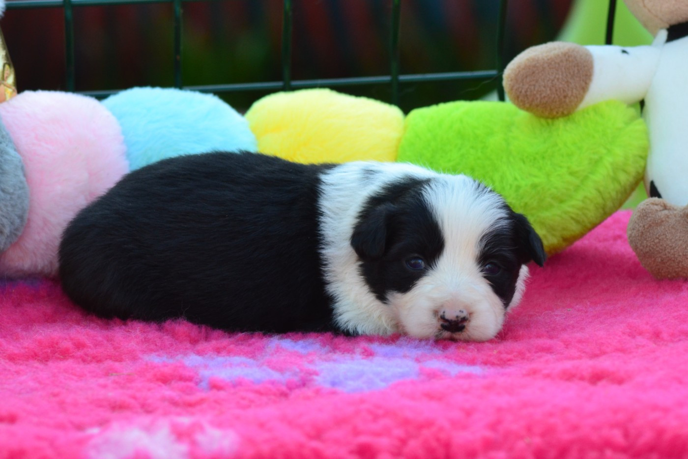 De La Colline d'Ans - Chiots disponibles - Border Collie