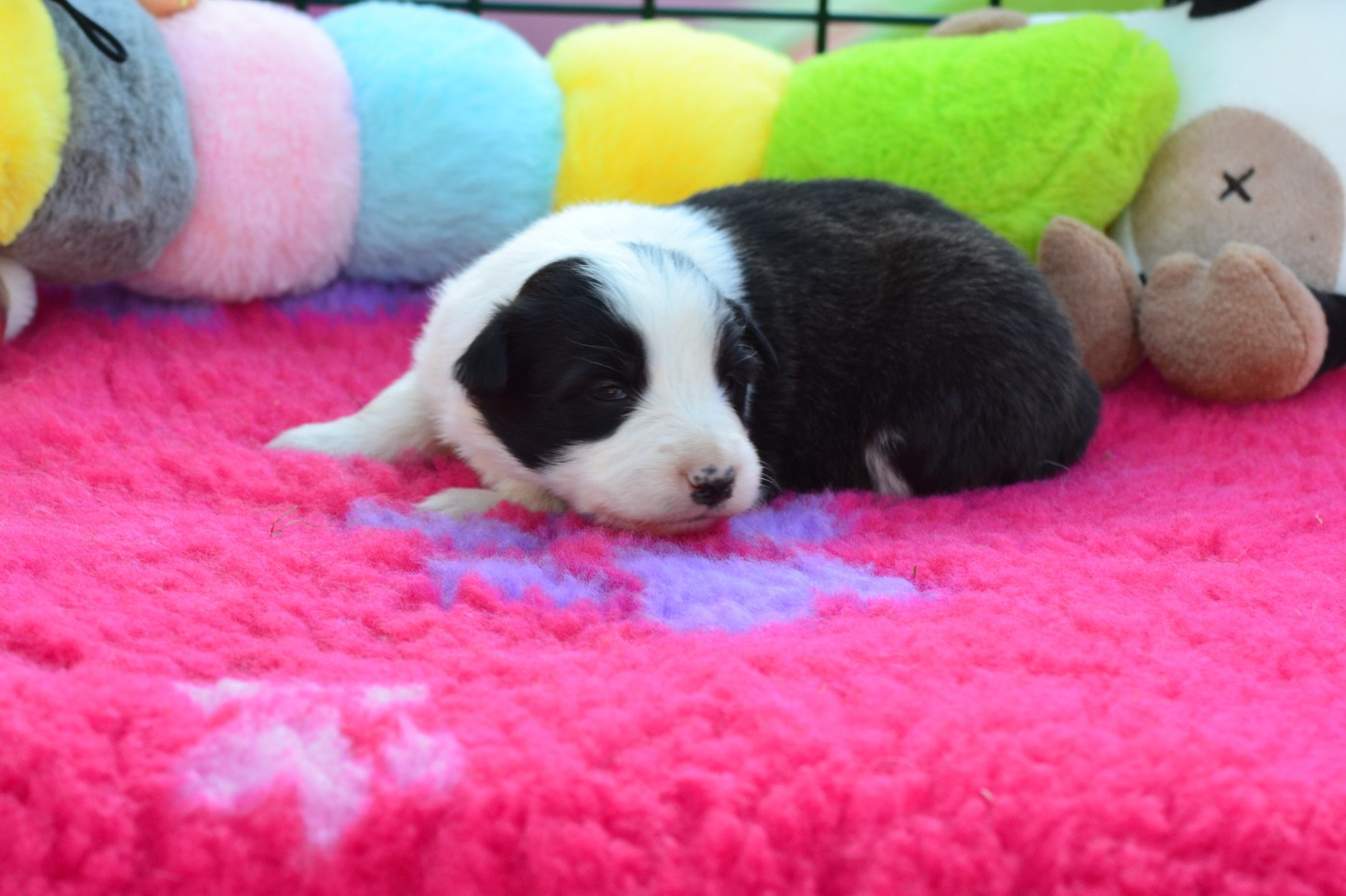 De La Colline d'Ans - Chiots disponibles - Border Collie