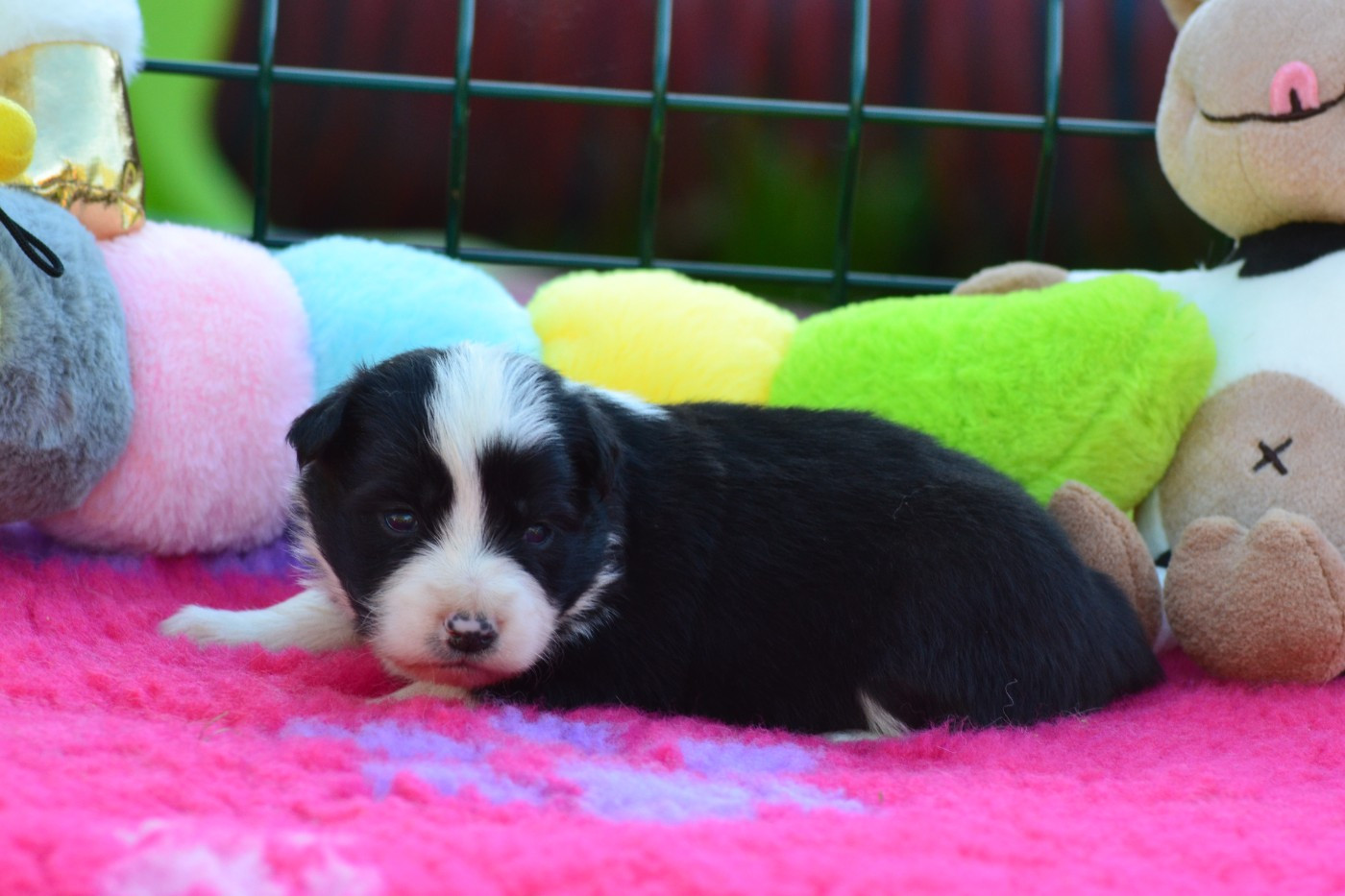 De La Colline d'Ans - Chiots disponibles - Border Collie