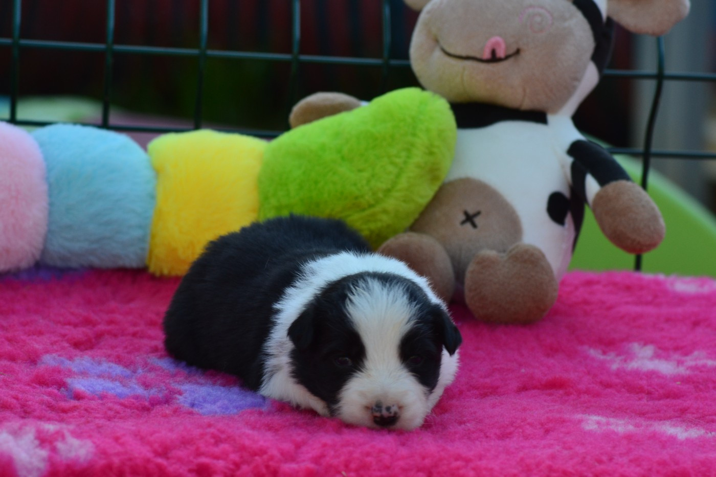 De La Colline d'Ans - Chiots disponibles - Border Collie