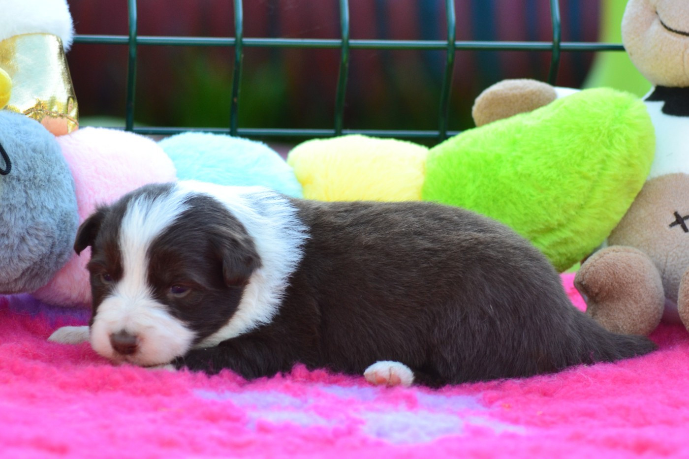 De La Colline d'Ans - Chiots disponibles - Border Collie