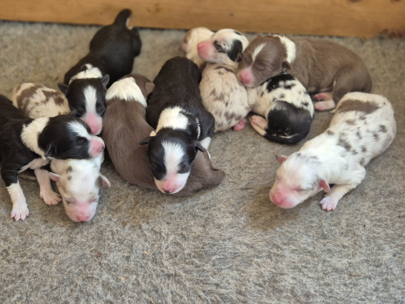 Chiot Border Collie De La Colline d'Ans