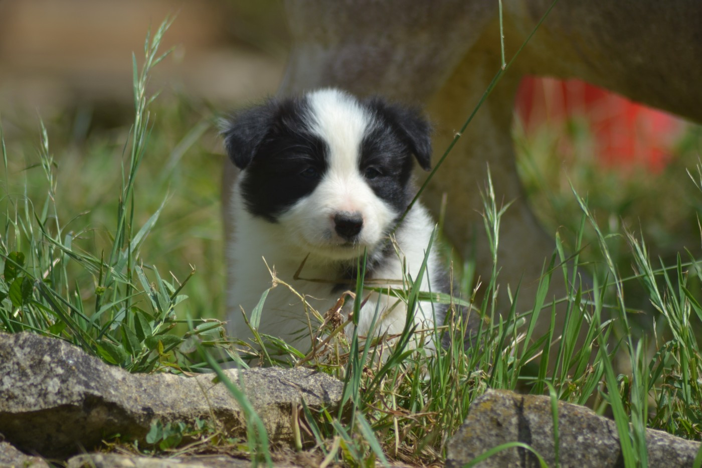 De La Colline d'Ans - Chiots disponibles - Border Collie