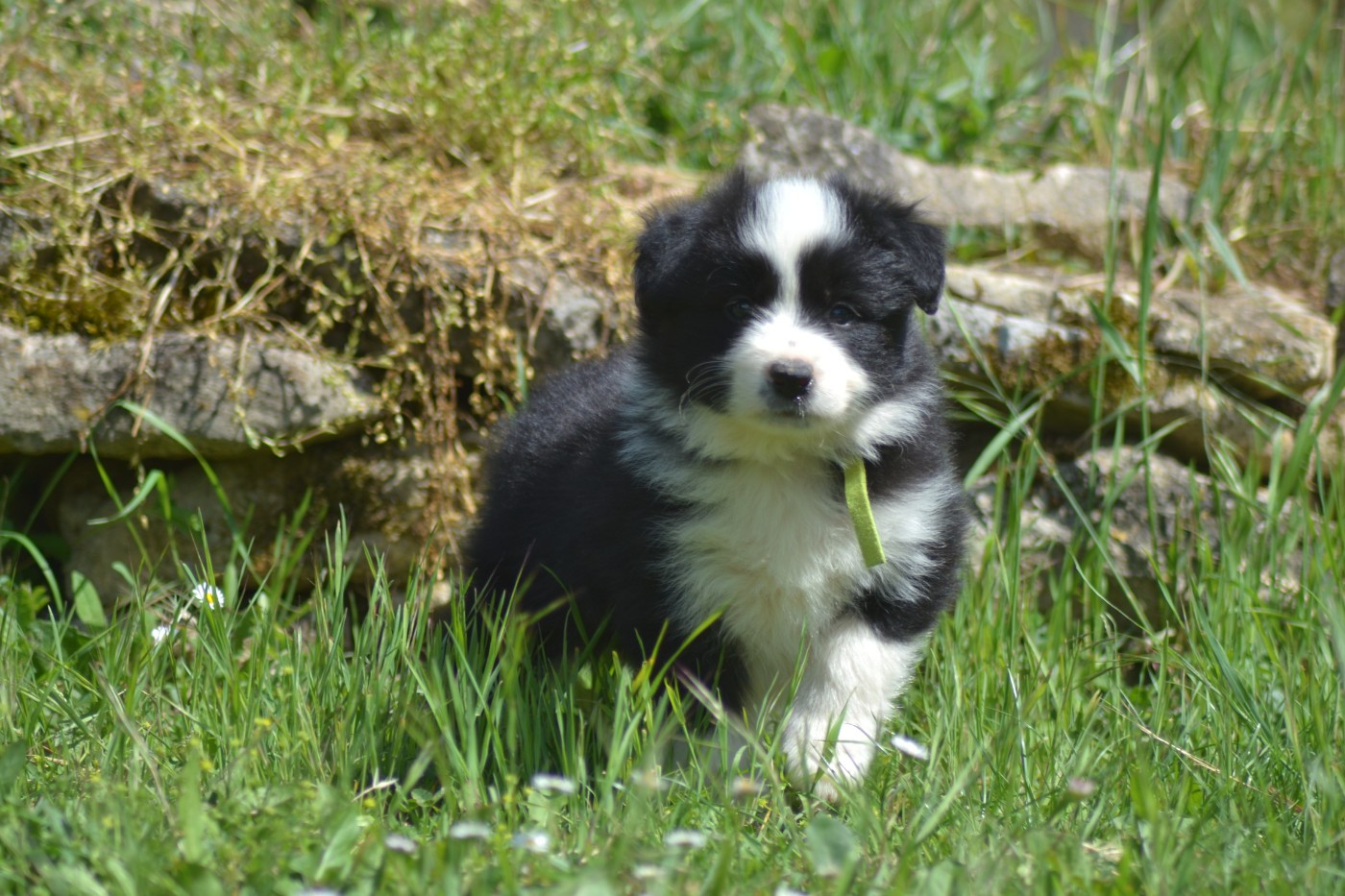 De La Colline d'Ans - Chiots disponibles - Border Collie