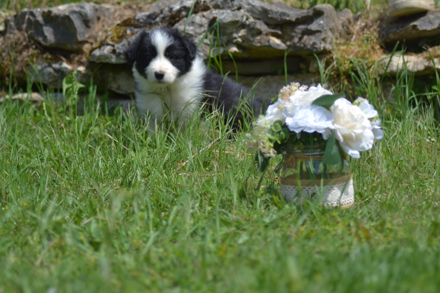 De La Colline d'Ans - Chiots disponibles - Border Collie