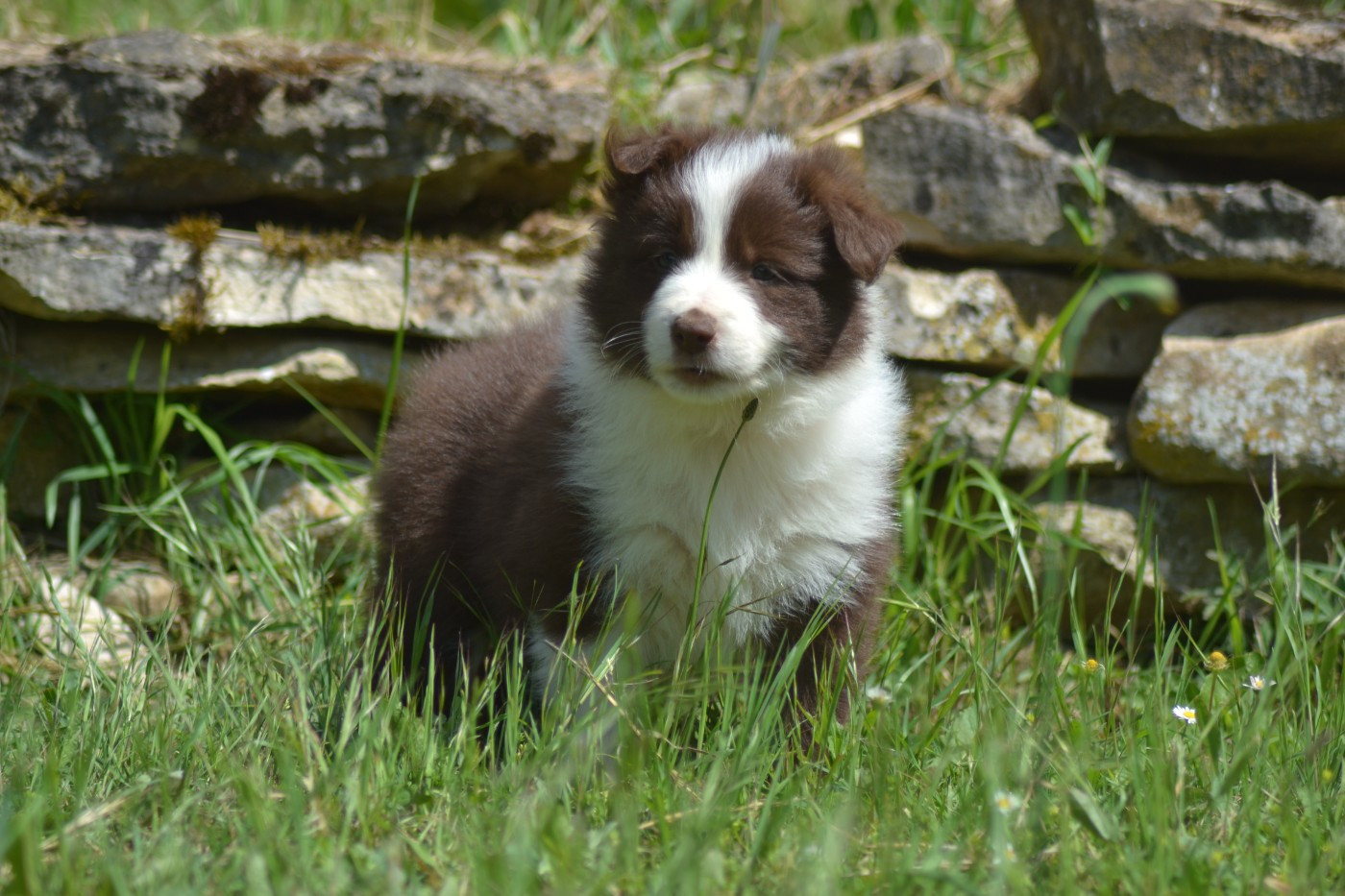De La Colline d'Ans - Chiots disponibles - Border Collie