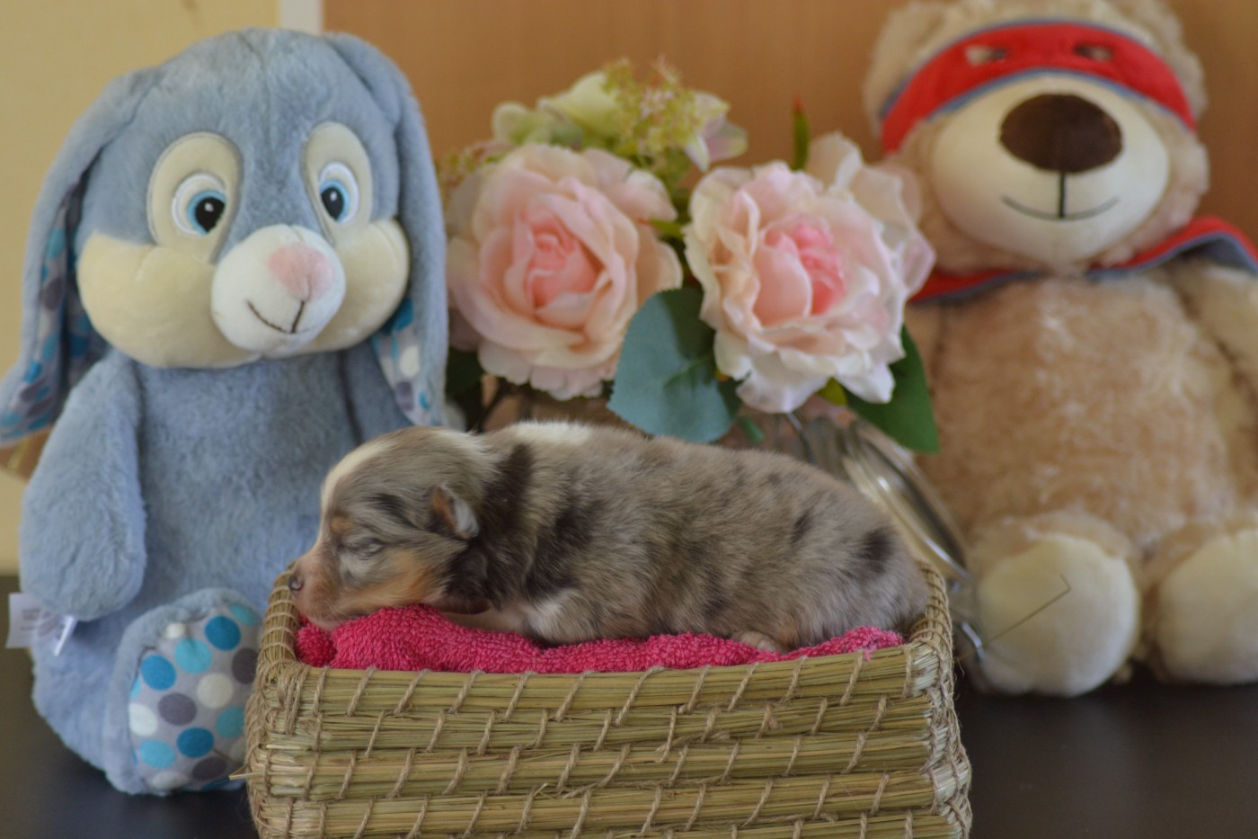 De La Colline d'Ans - Chiots disponibles - Shetland Sheepdog