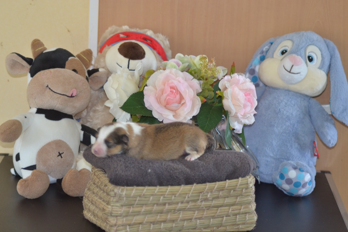 De La Colline d'Ans - Chiots disponibles - Shetland Sheepdog