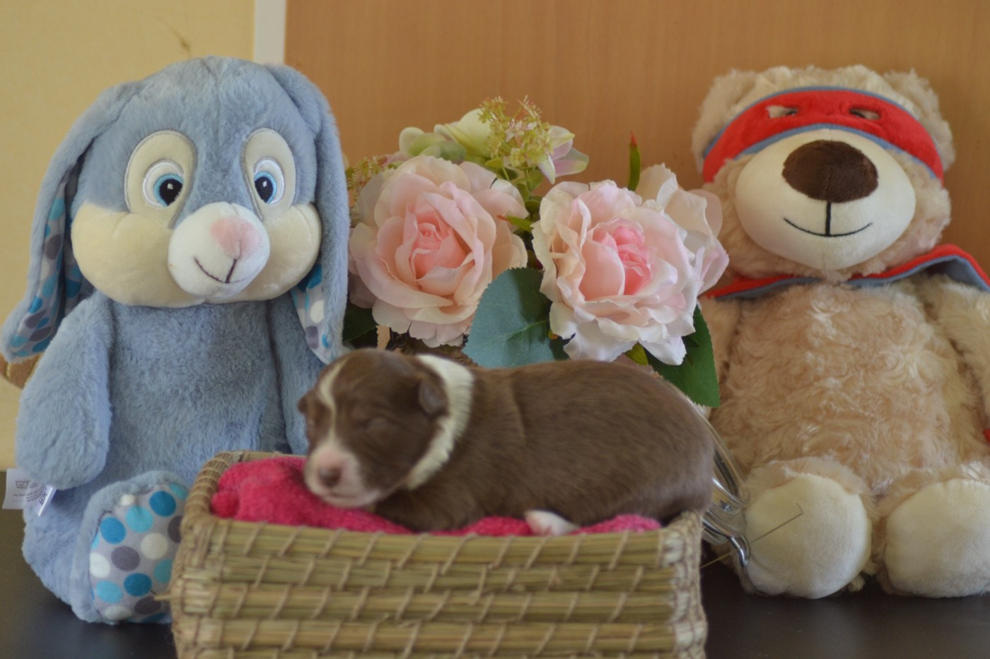 De La Colline d'Ans - Chiots disponibles - Border Collie