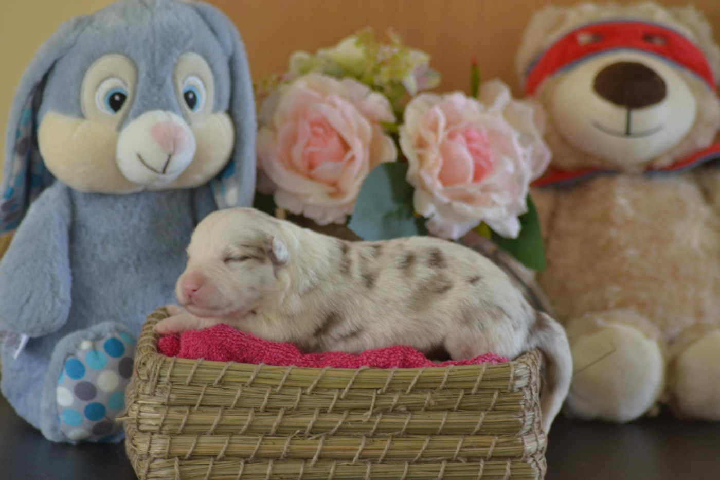 De La Colline d'Ans - Chiots disponibles - Border Collie