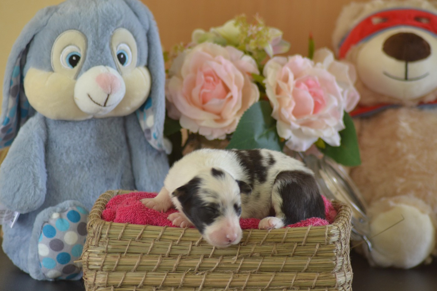 De La Colline d'Ans - Chiots disponibles - Border Collie